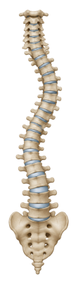 Scoliosis Educational Image Set (1)